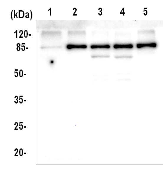 western blot using anti-ATPase AA domain antibodies